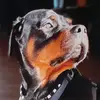 rottizeuspfube2