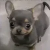 ceratissj