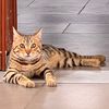 africanbengal