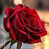 umaayman8