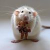 random_rat696