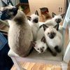 siamese_kittens_home