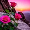 m_muhammad65