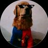 tommy.el_perro