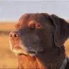 edagoat06