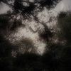 _woody_246