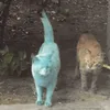 wrussmdohd