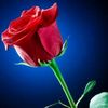flor71153