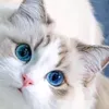 ragdoll075