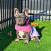 luna_frenchiedog