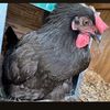 the.chicken.daddy13