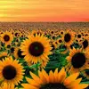 user1180191935815