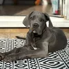 dukey085