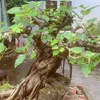 ty25427