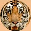 cheyam.cheyams
