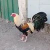 bengiebarona285