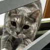 cattumm4