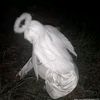 angel_55alen