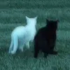 l1ol00