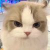 si_ucing2