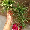 sima.jannat617