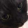 alyar.p