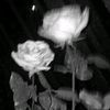 lili38196