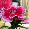 md.enus.hossen