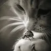 choupette3267