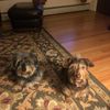 mickey.the.dorkie