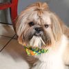 chewbacca_gorditoypeludo