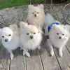 5caopanheiros