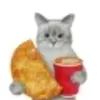 gato_cuscuizz