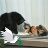 critterlover32