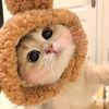 Cute cat