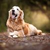 Funny dogs 888