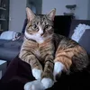 tigercatmini