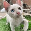 cat19_04