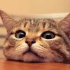 PlayfulKitten