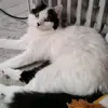 fluffypaws07