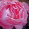 rose029279