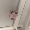 stickeypeanus