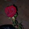 user8132775209378