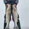 njsurf_casting