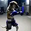 pdpdppffpsp