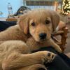 our.olive