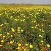 yassmine_38426