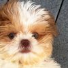 bellashihtzu12