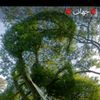 jomeh.noorzehi6