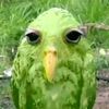 thiagop011